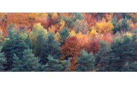 Les ventes de parcelles de forêts françaises se portent bien