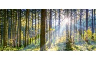 Les prix des forêts françaises flambent !
